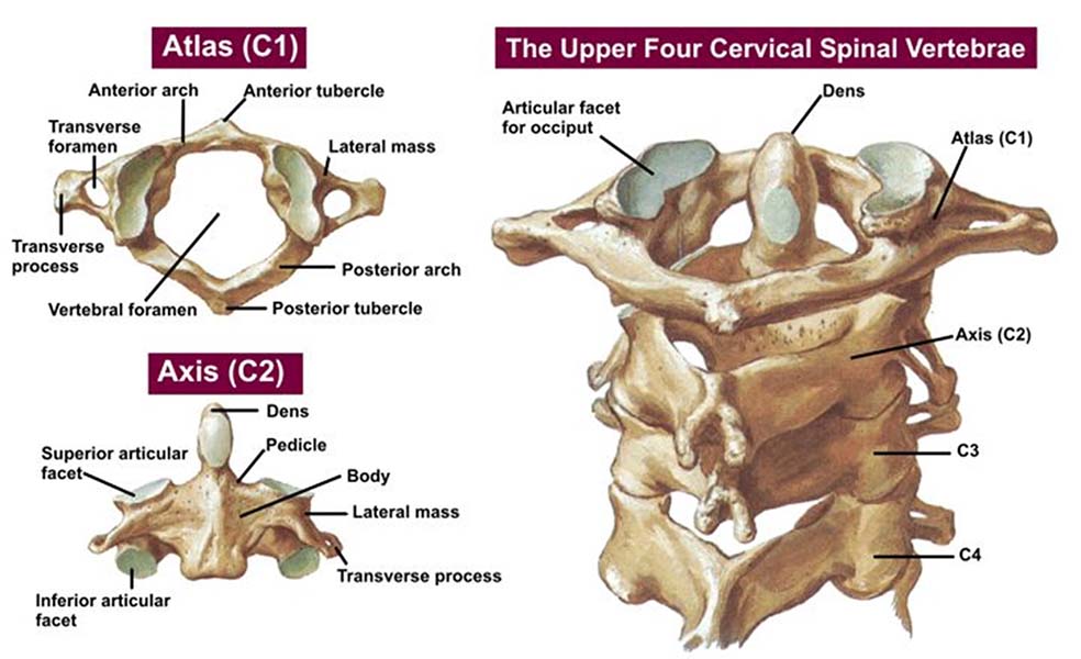 Chiropractic Irvine CA Atlas Axis Vertebrae